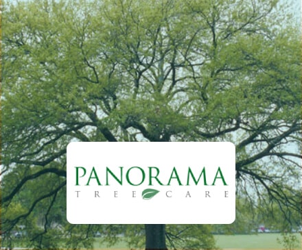 panorama-tree-care